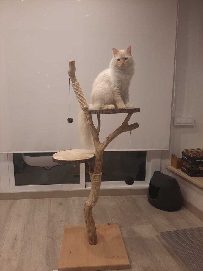 Gato blanco sobre un árbol rascador de madera, con plataformas y bolas colgantes.